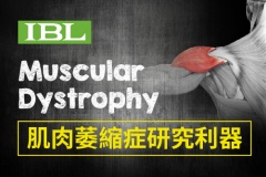 【IBL】肌肉萎縮症（Muscular Dystrophy）研究利器