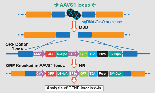 sgRNA-Cas9 nuclease