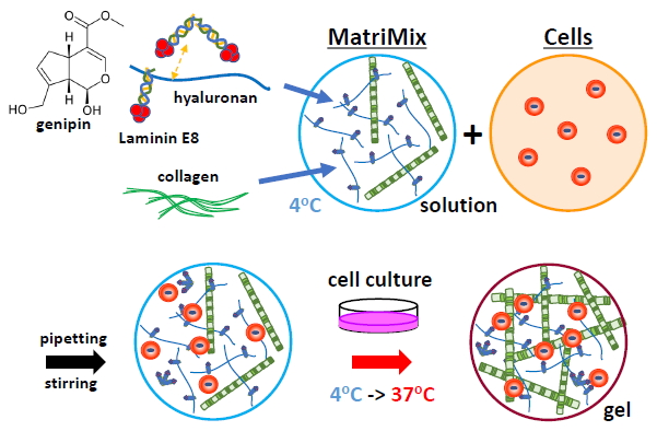 MatriMix for 3D cell culture
